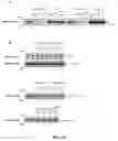 Fig. 25 - IDENTIFICATION OF NOVEL FACTORS THAT BLOCK PROGRAMMED CELL DEATH OR APOPTOSIS BY TARGETING JNK