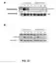 Fig. 26 - IDENTIFICATION OF NOVEL FACTORS THAT BLOCK PROGRAMMED CELL DEATH OR APOPTOSIS BY TARGETING JNK