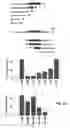 Fig. 29 - IDENTIFICATION OF NOVEL FACTORS THAT BLOCK PROGRAMMED CELL DEATH OR APOPTOSIS BY TARGETING JNK