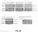 Fig. 30 - IDENTIFICATION OF NOVEL FACTORS THAT BLOCK PROGRAMMED CELL DEATH OR APOPTOSIS BY TARGETING JNK