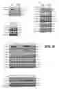 Fig. 31 - IDENTIFICATION OF NOVEL FACTORS THAT BLOCK PROGRAMMED CELL DEATH OR APOPTOSIS BY TARGETING JNK