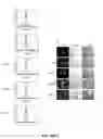Fig. 41 - IDENTIFICATION OF NOVEL FACTORS THAT BLOCK PROGRAMMED CELL DEATH OR APOPTOSIS BY TARGETING JNK