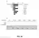 Fig. 43 - IDENTIFICATION OF NOVEL FACTORS THAT BLOCK PROGRAMMED CELL DEATH OR APOPTOSIS BY TARGETING JNK