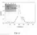 Fig. 11 - Albumin-based colloid composition having at least one protected thiol region, methods of making, and methods of use