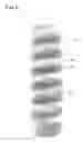 Fig. 12 - Opaque multi-phase dentifrice with alternating bands