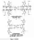 Fig. 03 - DOPA-functionalized, branched, poly(aklylene oxide) adhesives