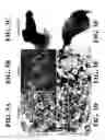 Fig. 04 - Methods and compositions for growing adipose stem cells
