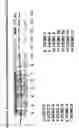 Fig. 12 - Skin equivalents derived from umbilical cord mesenchymal stem/progenitor cells and umbilical cord epithelial stem/progenitor cells