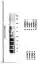 Fig. 17 - Skin equivalents derived from umbilical cord mesenchymal stem/progenitor cells and umbilical cord epithelial stem/progenitor cells