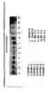 Fig. 18 - Skin equivalents derived from umbilical cord mesenchymal stem/progenitor cells and umbilical cord epithelial stem/progenitor cells