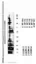Fig. 19 - Skin equivalents derived from umbilical cord mesenchymal stem/progenitor cells and umbilical cord epithelial stem/progenitor cells