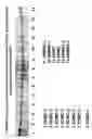 Fig. 20 - Skin equivalents derived from umbilical cord mesenchymal stem/progenitor cells and umbilical cord epithelial stem/progenitor cells