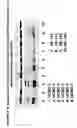 Fig. 28 - Skin equivalents derived from umbilical cord mesenchymal stem/progenitor cells and umbilical cord epithelial stem/progenitor cells