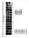 Fig. 29 - Skin equivalents derived from umbilical cord mesenchymal stem/progenitor cells and umbilical cord epithelial stem/progenitor cells