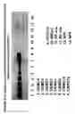 Fig. 30 - Skin equivalents derived from umbilical cord mesenchymal stem/progenitor cells and umbilical cord epithelial stem/progenitor cells