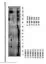 Fig. 33 - Skin equivalents derived from umbilical cord mesenchymal stem/progenitor cells and umbilical cord epithelial stem/progenitor cells