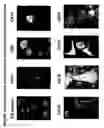 Fig. 44 - Skin equivalents derived from umbilical cord mesenchymal stem/progenitor cells and umbilical cord epithelial stem/progenitor cells
