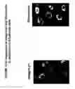 Fig. 47 - Skin equivalents derived from umbilical cord mesenchymal stem/progenitor cells and umbilical cord epithelial stem/progenitor cells