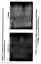 Fig. 53 - Skin equivalents derived from umbilical cord mesenchymal stem/progenitor cells and umbilical cord epithelial stem/progenitor cells