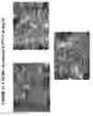 Fig. 61 - Skin equivalents derived from umbilical cord mesenchymal stem/progenitor cells and umbilical cord epithelial stem/progenitor cells