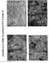 Fig. 62 - Skin equivalents derived from umbilical cord mesenchymal stem/progenitor cells and umbilical cord epithelial stem/progenitor cells