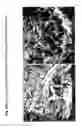 Fig. 79 - Skin equivalents derived from umbilical cord mesenchymal stem/progenitor cells and umbilical cord epithelial stem/progenitor cells