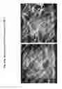 Fig. 82 - Skin equivalents derived from umbilical cord mesenchymal stem/progenitor cells and umbilical cord epithelial stem/progenitor cells