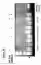 Fig. 87 - Skin equivalents derived from umbilical cord mesenchymal stem/progenitor cells and umbilical cord epithelial stem/progenitor cells