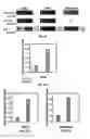 Fig. 05 - Process For Ex Vivo Formation of Mammalian Bone And Uses Thereof