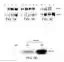 Fig. 04 - REGULATION OF ACHERON EXPRESSION
