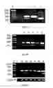 Fig. 05 - Heparanases and splice variants thereof, polynucleotides encoding them and uses thereof