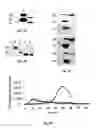 Fig. 06 - Heparanases and splice variants thereof, polynucleotides encoding them and uses thereof