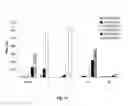 Fig. 21 - Heparanases and splice variants thereof, polynucleotides encoding them and uses thereof