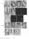Fig. 09 - Antibodies that bind specifically to phosphorylated β-catenin