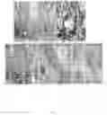 Fig. 11 - Antibodies that bind specifically to phosphorylated β-catenin