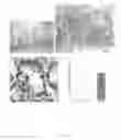 Fig. 13 - Antibodies that bind specifically to phosphorylated β-catenin