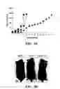 Fig. 11 - Method of Treating Angiogenic Diseases