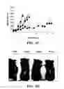 Fig. 12 - Method of Treating Angiogenic Diseases