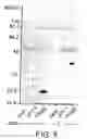 Fig. 06 - Antibodies to JTT-1 protein and cells secreting such antibodies