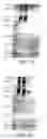 Fig. 20 - Antibodies to JTT-1 protein and cells secreting such antibodies
