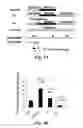 Fig. 04 - COMPOSITIONS AND METHODS FOR PROTECTION AGAINST CARDIAC AND/OR CENTRAL NERVOUS SYSTEM TISSUE INJURY BY INHIBITING SPHINGOSINE-1-PHOSPHATE LYASE