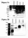 Fig. 02 - Antibodies to SARS coronavirus