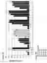 Fig. 07 - Antibodies to SARS coronavirus