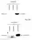 Fig. 10 - Death domain containing receptor 5