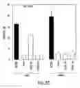 Fig. 11 - Death domain containing receptor 5