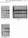 Fig. 01 - Interleukin-13 Antibody Composition