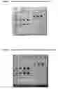 Fig. 02 - Interleukin-13 Antibody Composition