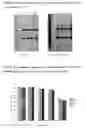 Fig. 16 - Interleukin-13 Antibody Composition