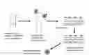 Fig. 01 - Meta-specific vaccine, method for treating patients immunized with meta-specific vaccine