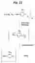Fig. 24 - Monomethylvaline compounds capable of conjugation to ligands